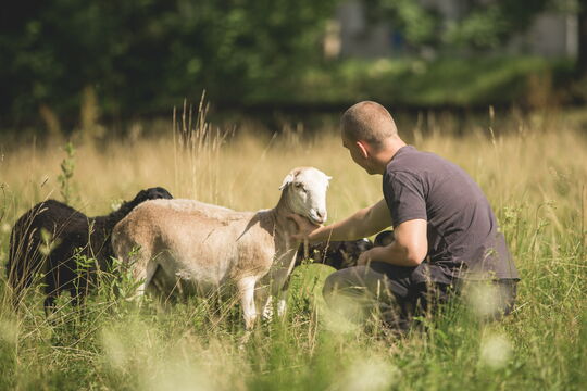 Ein Jugendlicher streichelt unsere Schafe. Es geht darum, Grenzen zu erfahren und Abenteuer gemeinsam zu bestehen.